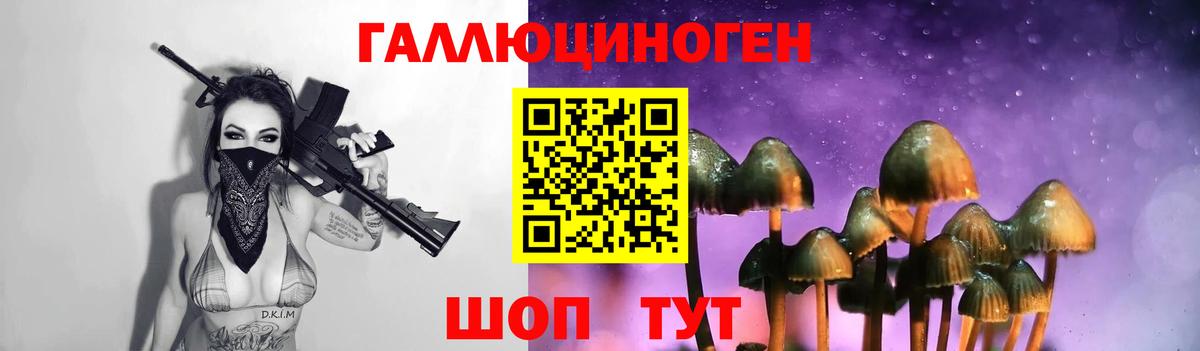 Псилоцибиновые грибы Psilocybe Советская Гавань
